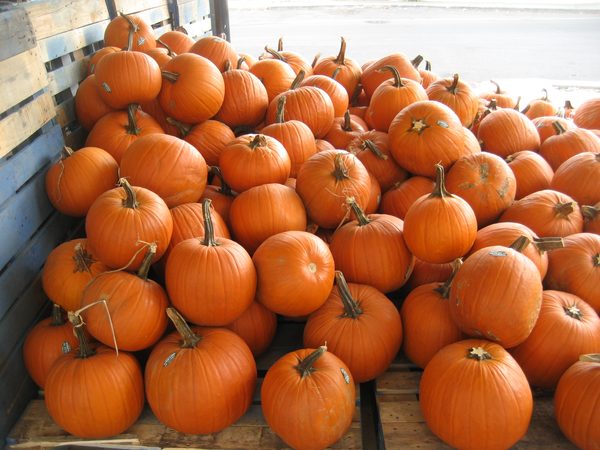Calabaza cocida