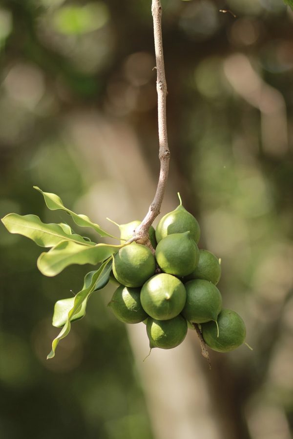 Nueces de macadamia