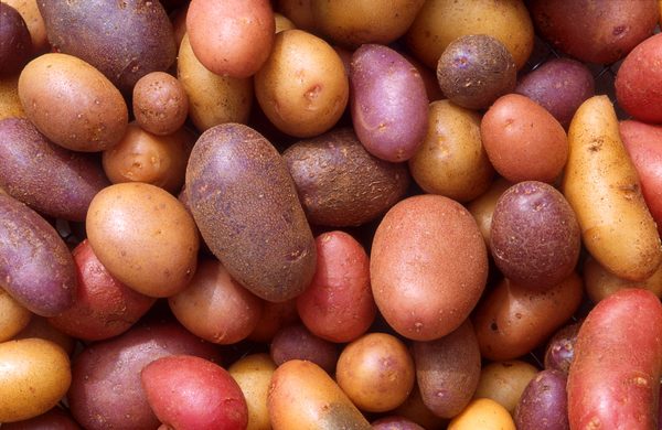 Patata