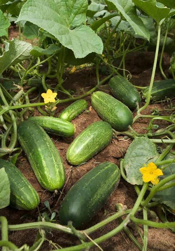 Pepino