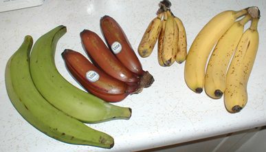 Plátano
