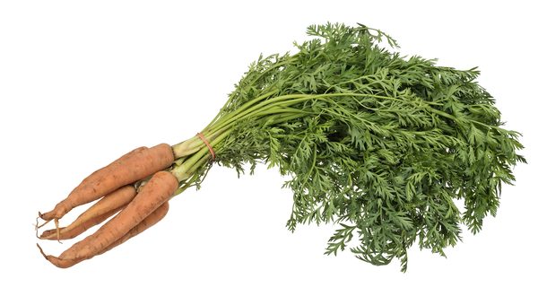 Zanahoria