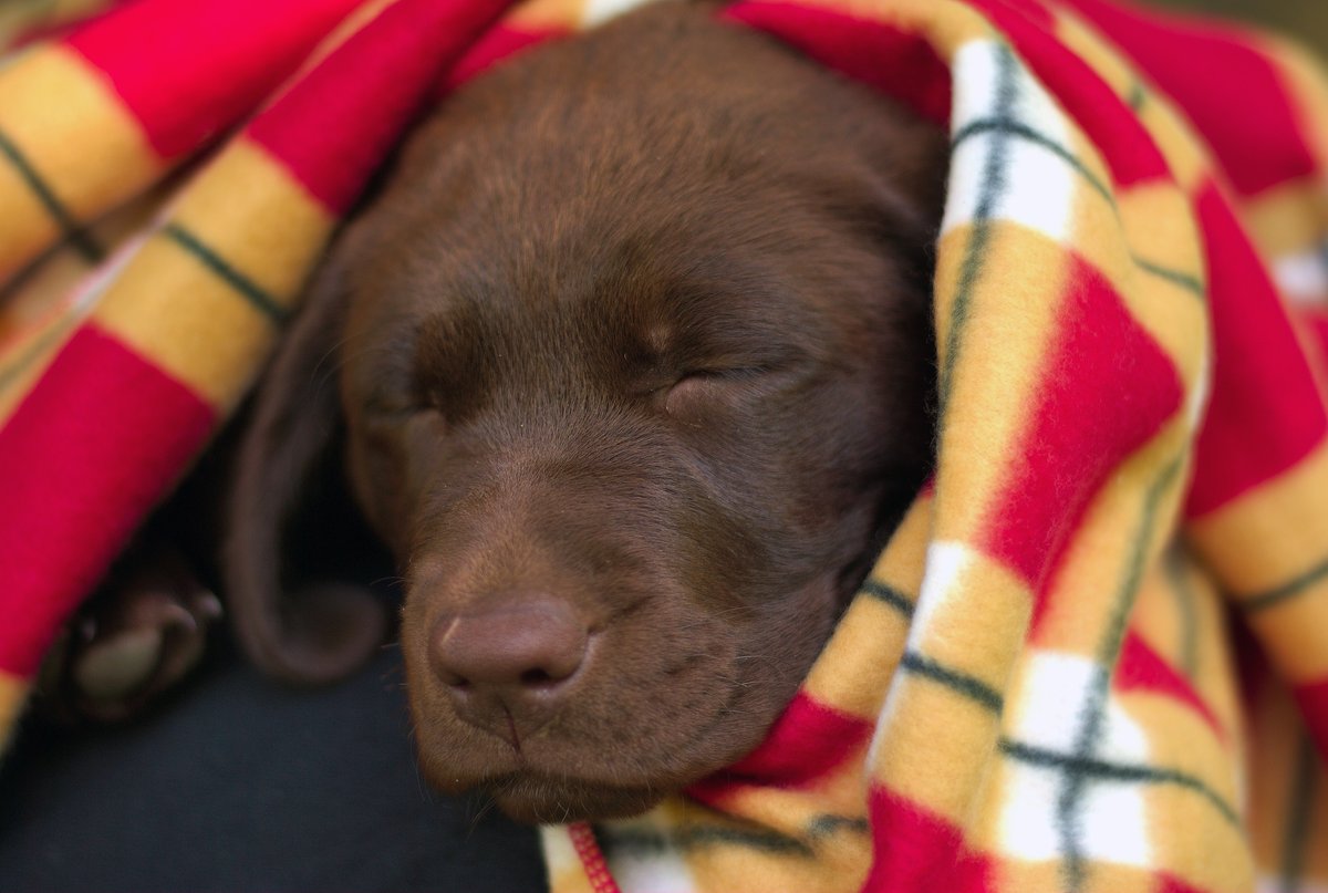 Cachorro de labrador chocolate durmiendo envuelto en una manta a cuadros