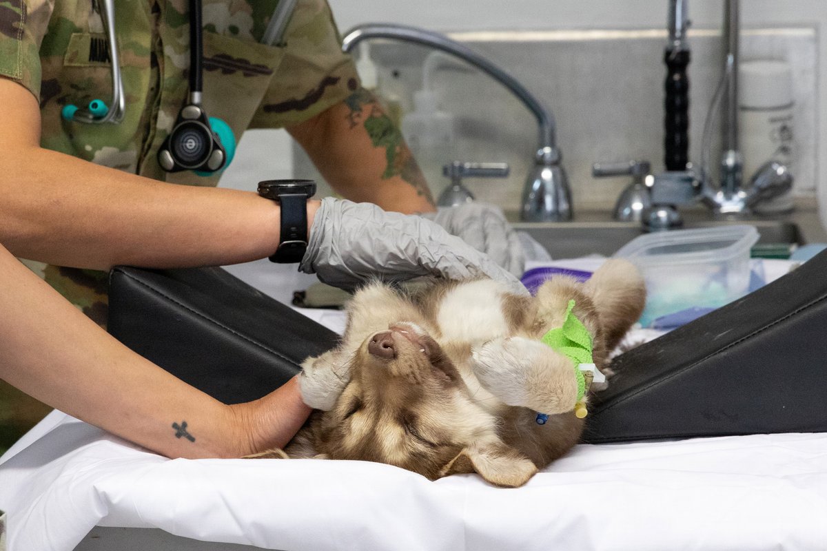 Veterinaria revisando a un cachorro tumbado boca arriba sobre la camilla de una clínica