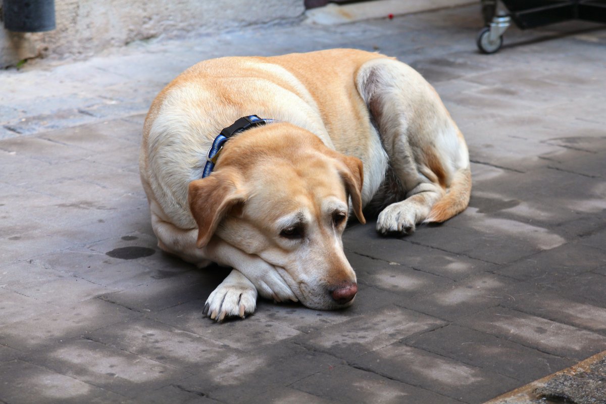 Perro labrador mayor, de hocico canoso, tumbado y descansando en el suelo