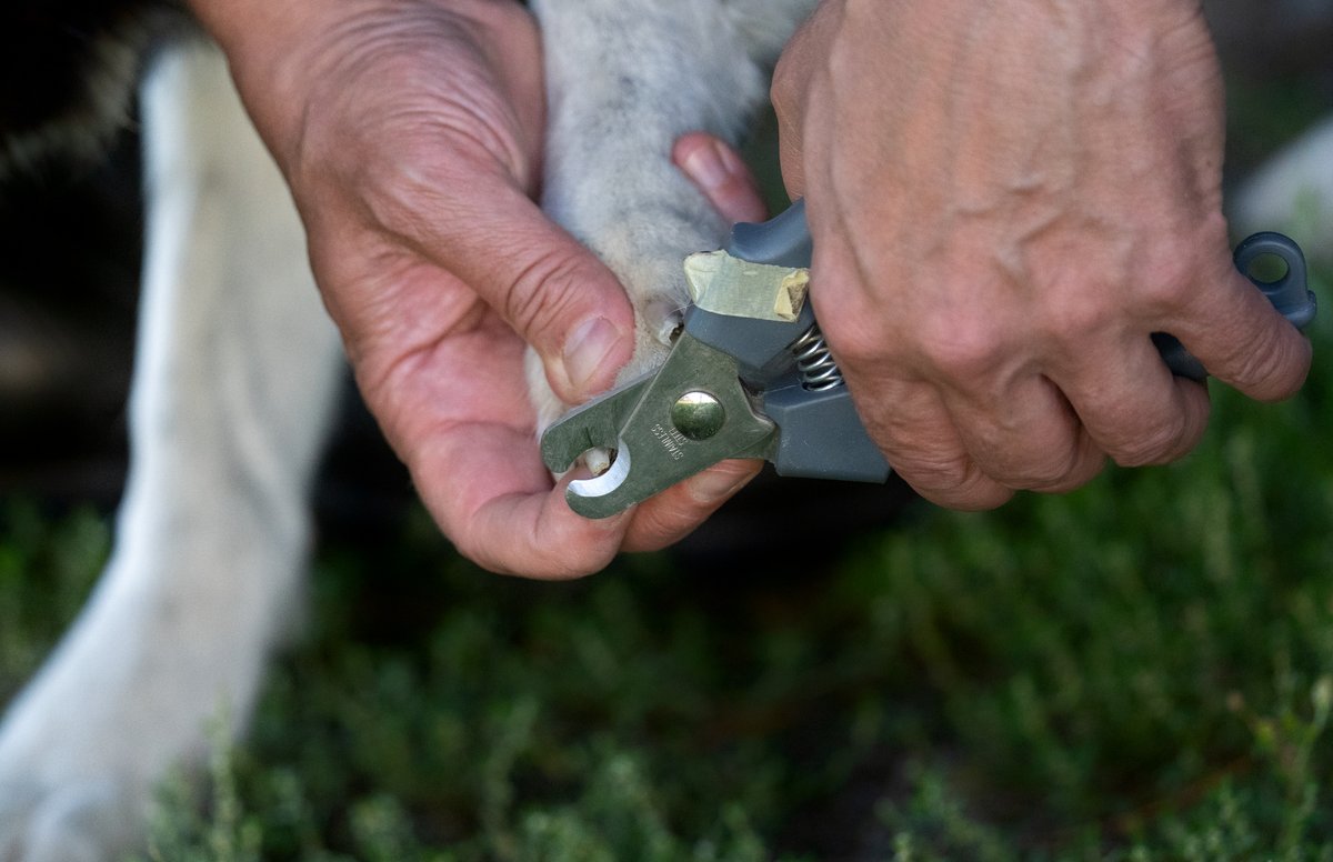Persona cortando con un cortaúñas las uñas de la pata de un perro