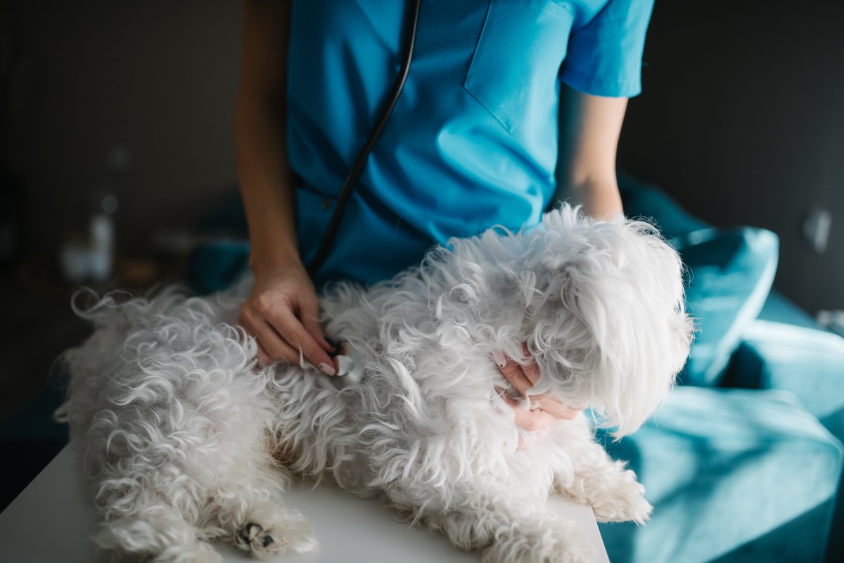 Manos de veterinario dando una pastilla antiparasitaria a un perro tranquilo