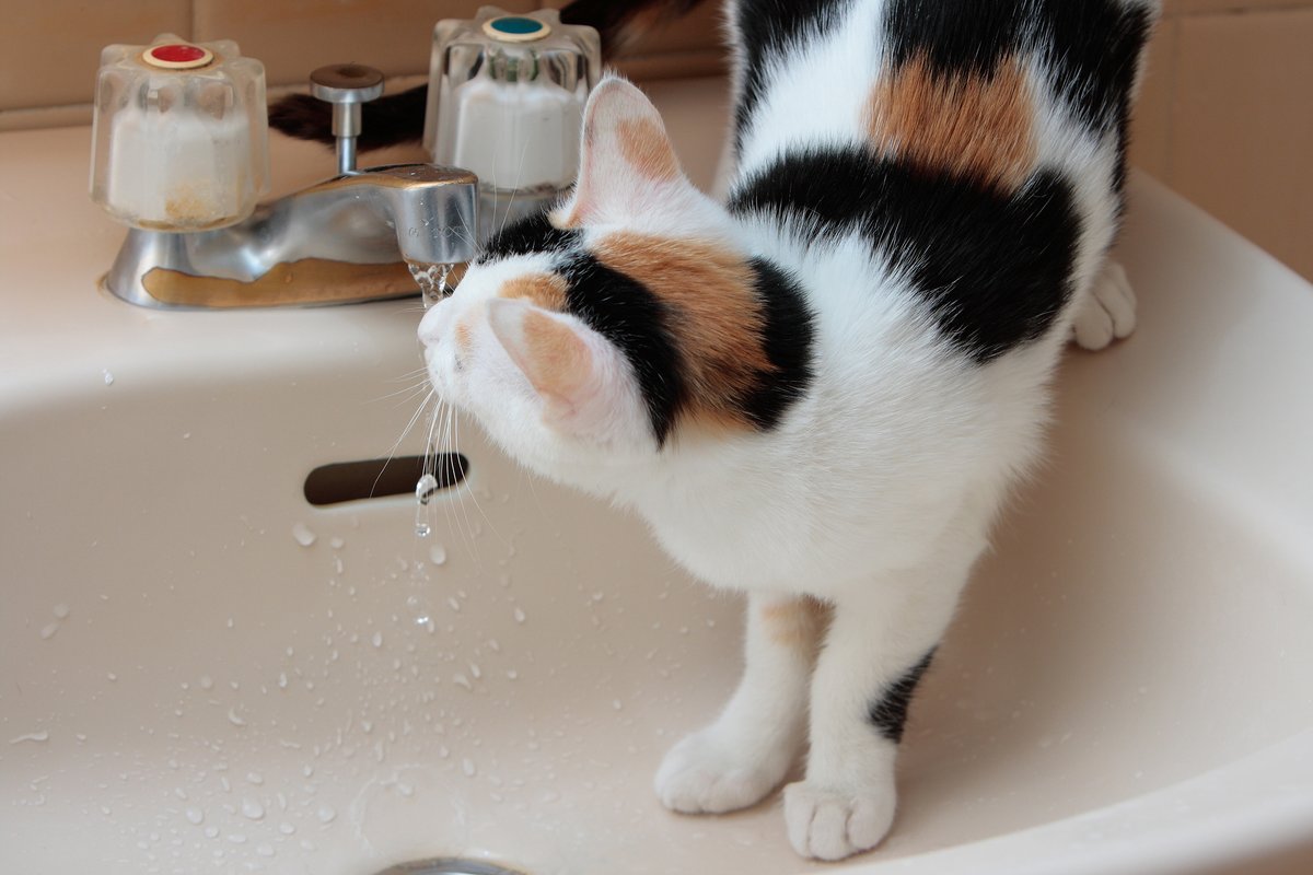 Gato bebiendo agua de un cuenco ancho de cerámica en el suelo