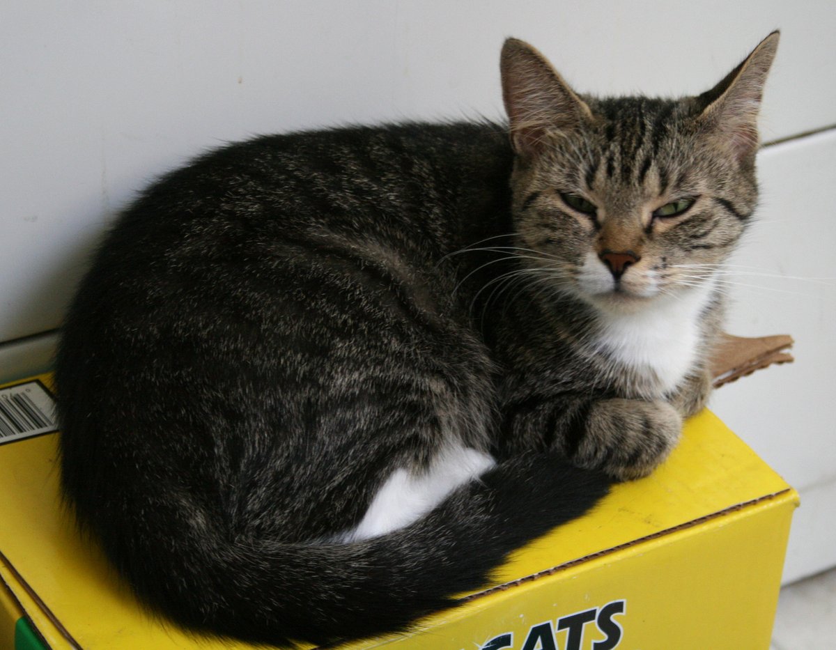 Gato tranquilo cerca de una caja de cartón, en el suelo de una casa