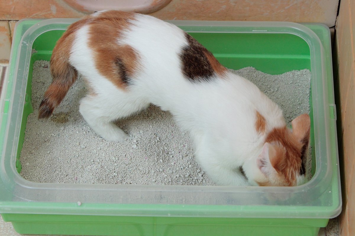 Gatito usando un arenero con arena aglomerante