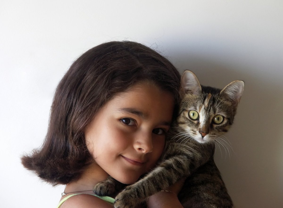 Gato cariñoso frotándose contra una persona que lo acaricia