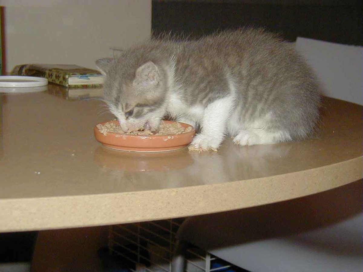 Gatito gris y blanco comiendo de un platito de comida sobre una mesa