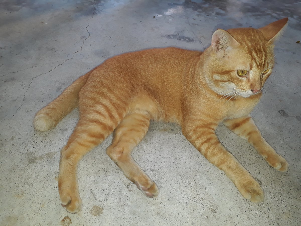 Gato atigrado tumbado en el suelo, con aspecto decaído