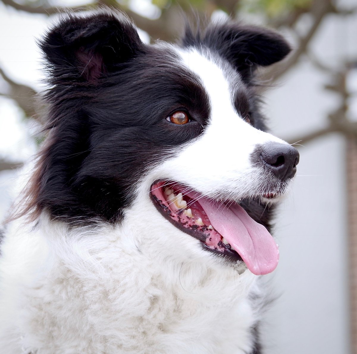 Border collie jadeando con la lengua fuera, un síntoma típico de calor excesivo en perros