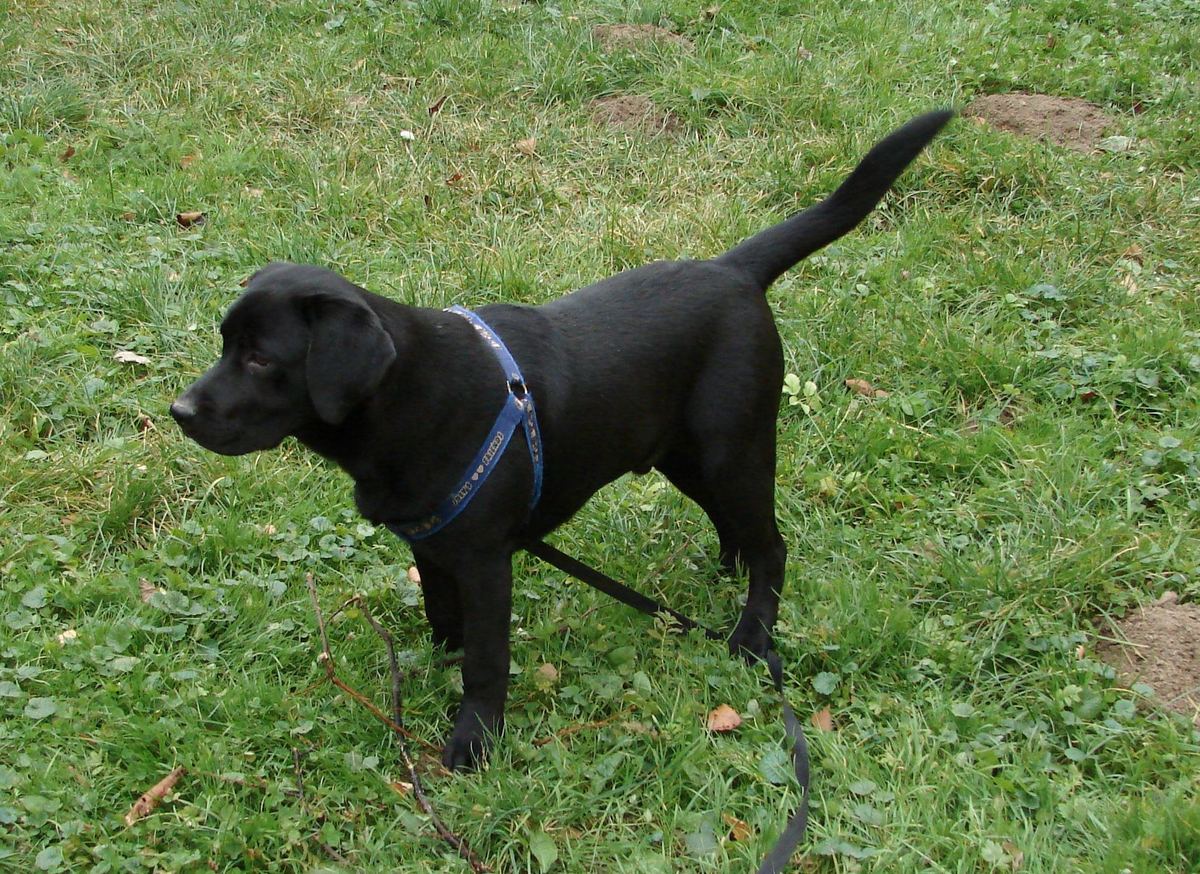 Perro labrador negro con arnés de paseo, de pie sobre la hierba de un jardín