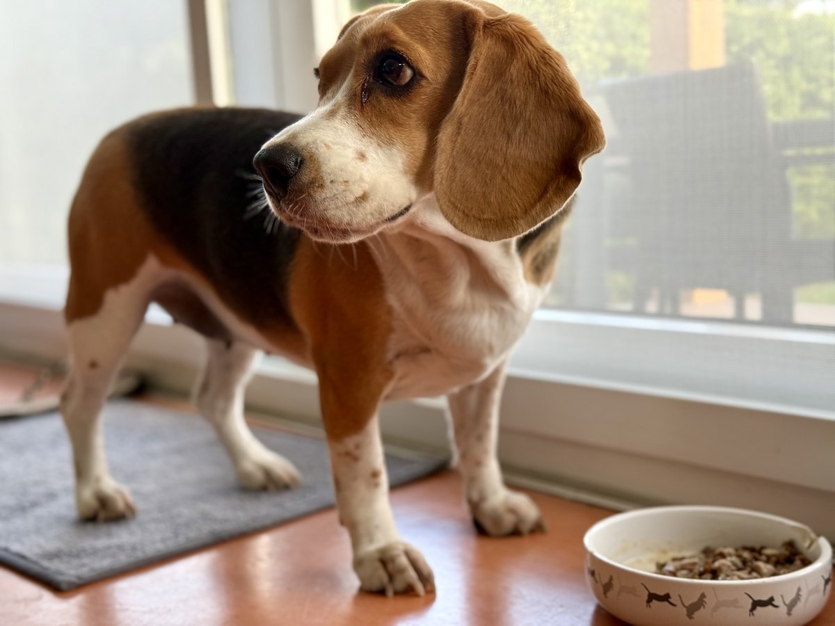 Un beagle sentado junto a un cuenco de comida, mirando expectante