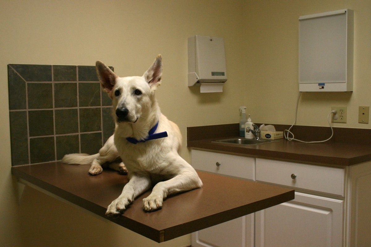 Perro tumbado tranquilo sobre una mesa de consulta veterinaria