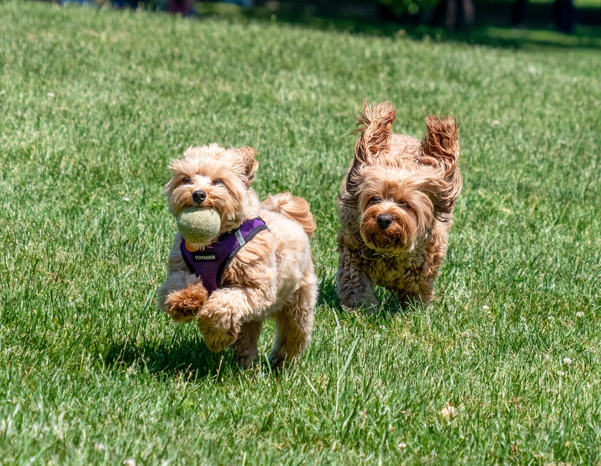 Perro corriendo y jugando con una pelota en un parque