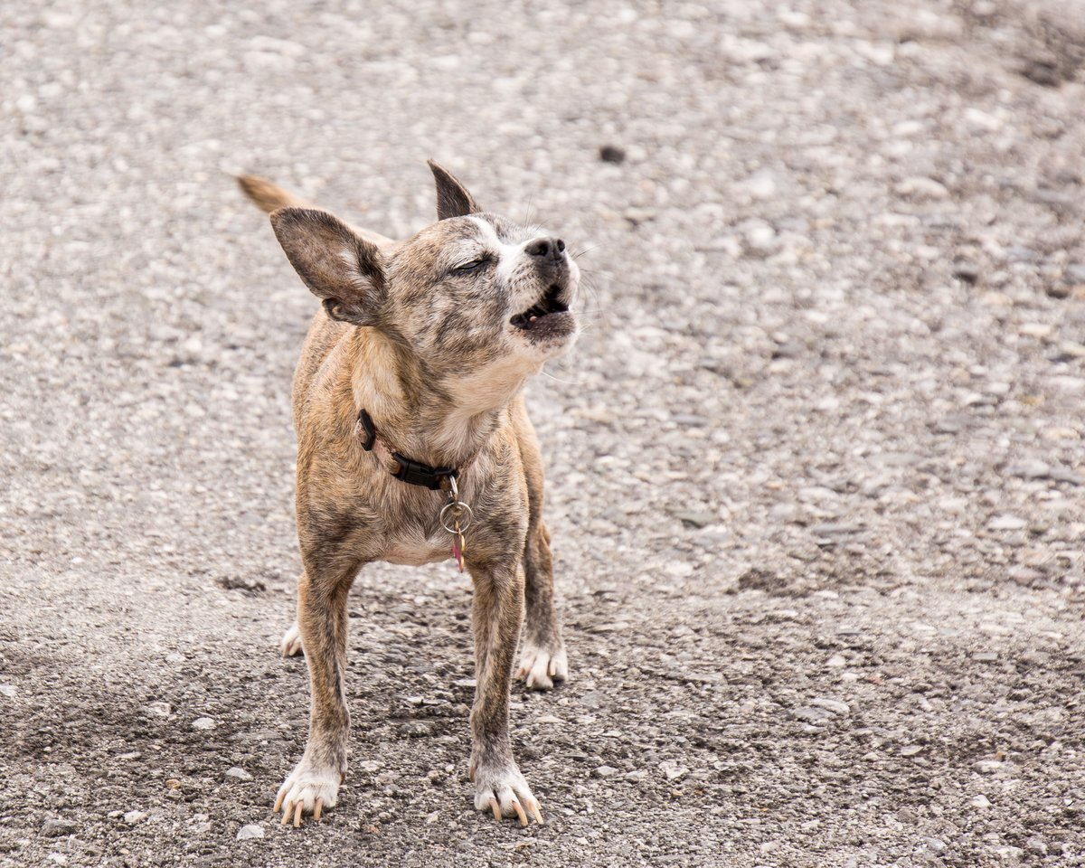 Perro pequeño ladrando al aire libre con las orejas hacia atrás