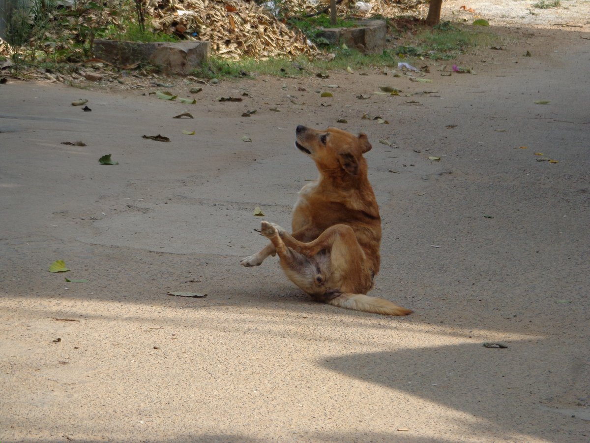 Perro rascándose con la pata trasera en plena calle