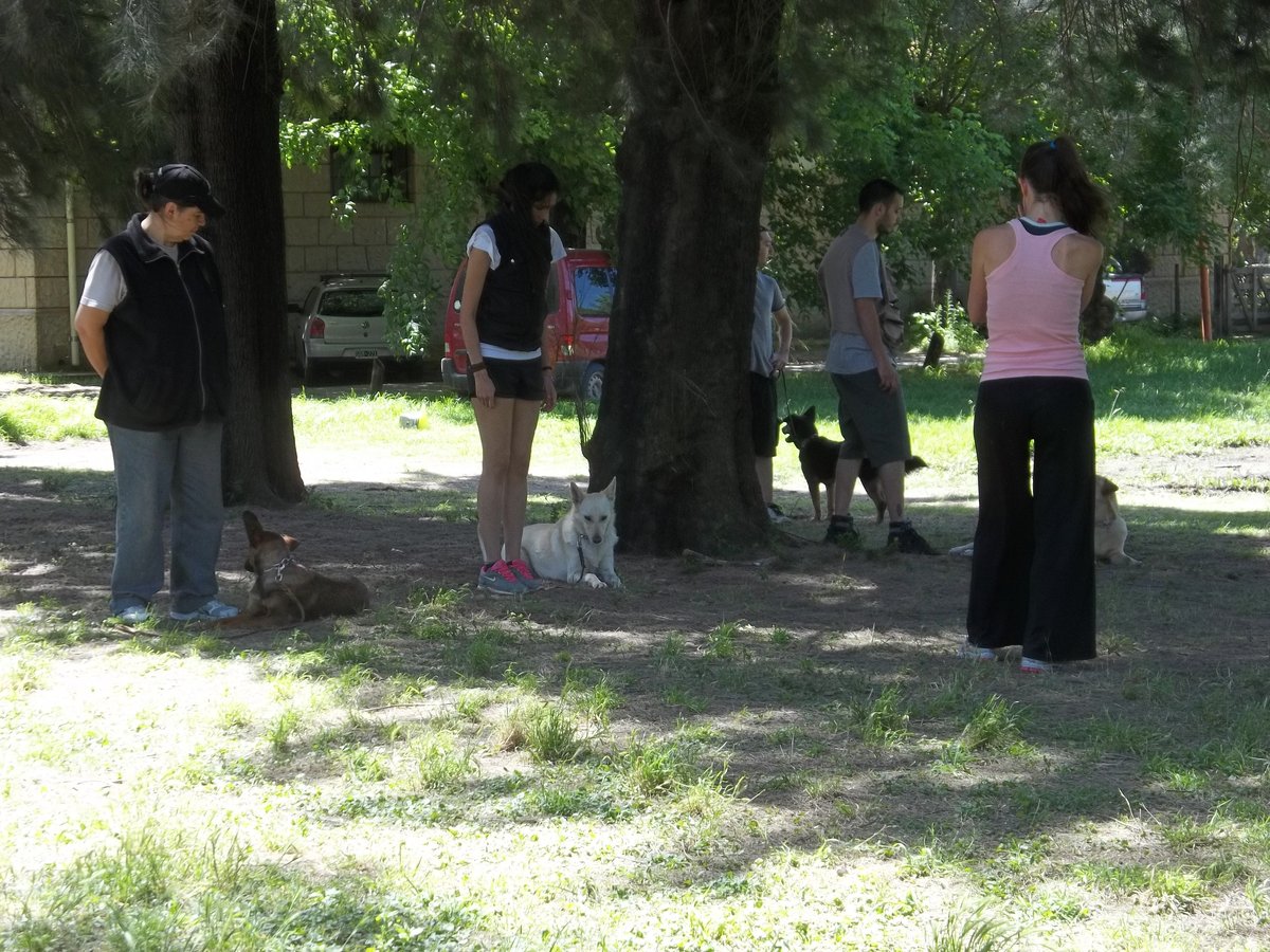 Grupo de perros en posición de sentado junto a sus dueños durante una clase de adiestramiento