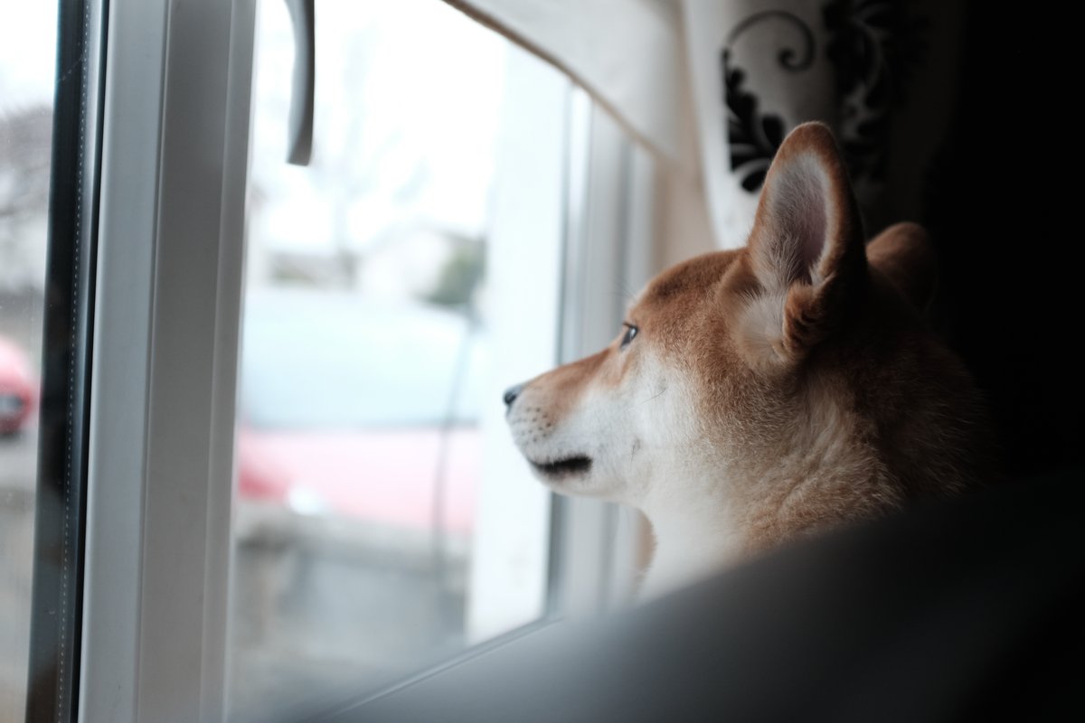 Perro asomado a una ventana mirando hacia fuera, esperando junto al cristal