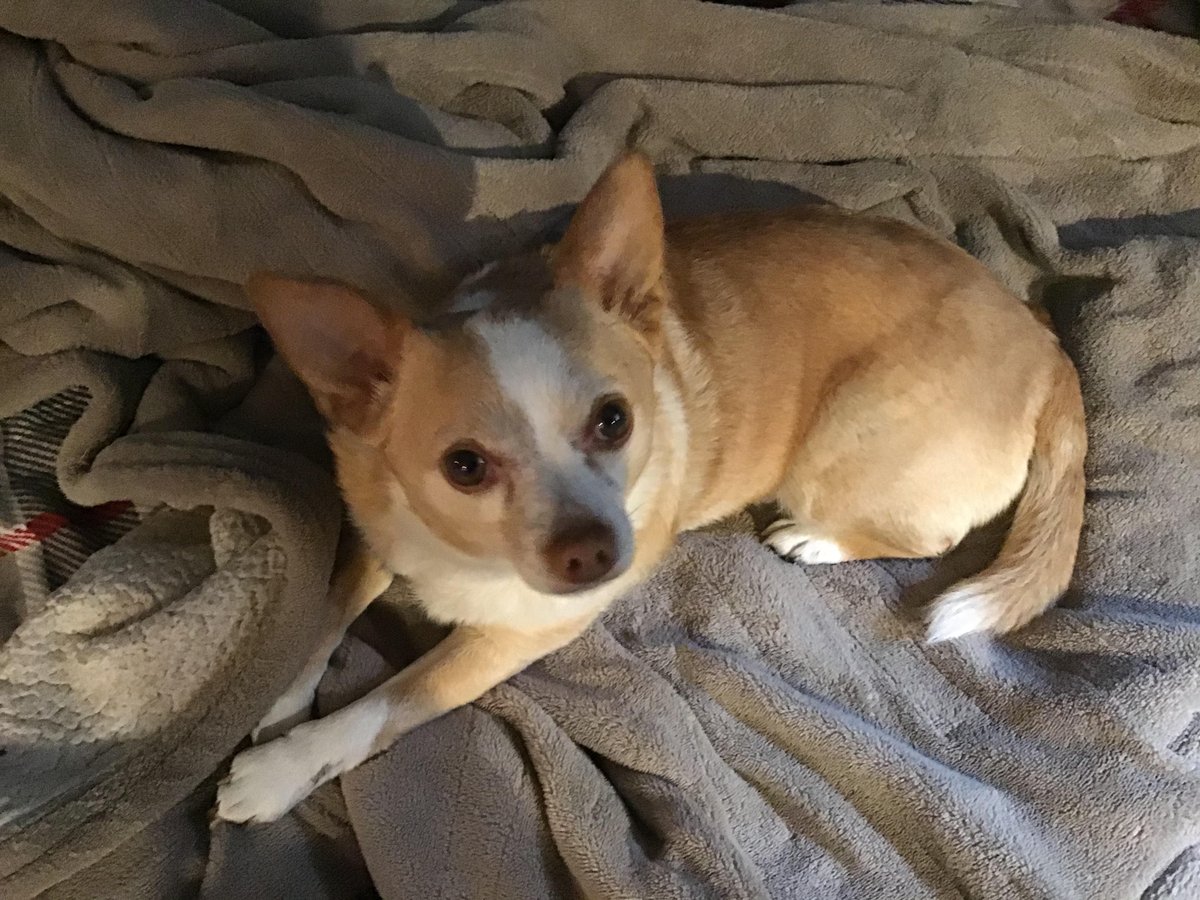 Chihuahua pequeño tumbado sobre una manta, una raza que tiembla con facilidad