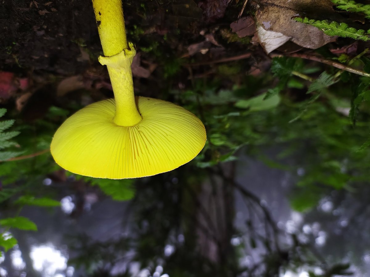 Seta silvestre amarilla creciendo en el suelo del bosque, un tipo de hongo que no se debe identificar a ojo